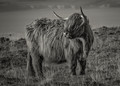 Highland Bull, Exmoor