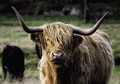 A Hairy Coo (or Highland Coo)
