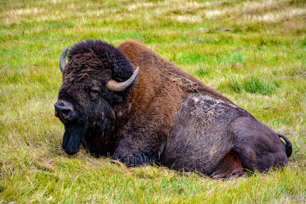 American Bison