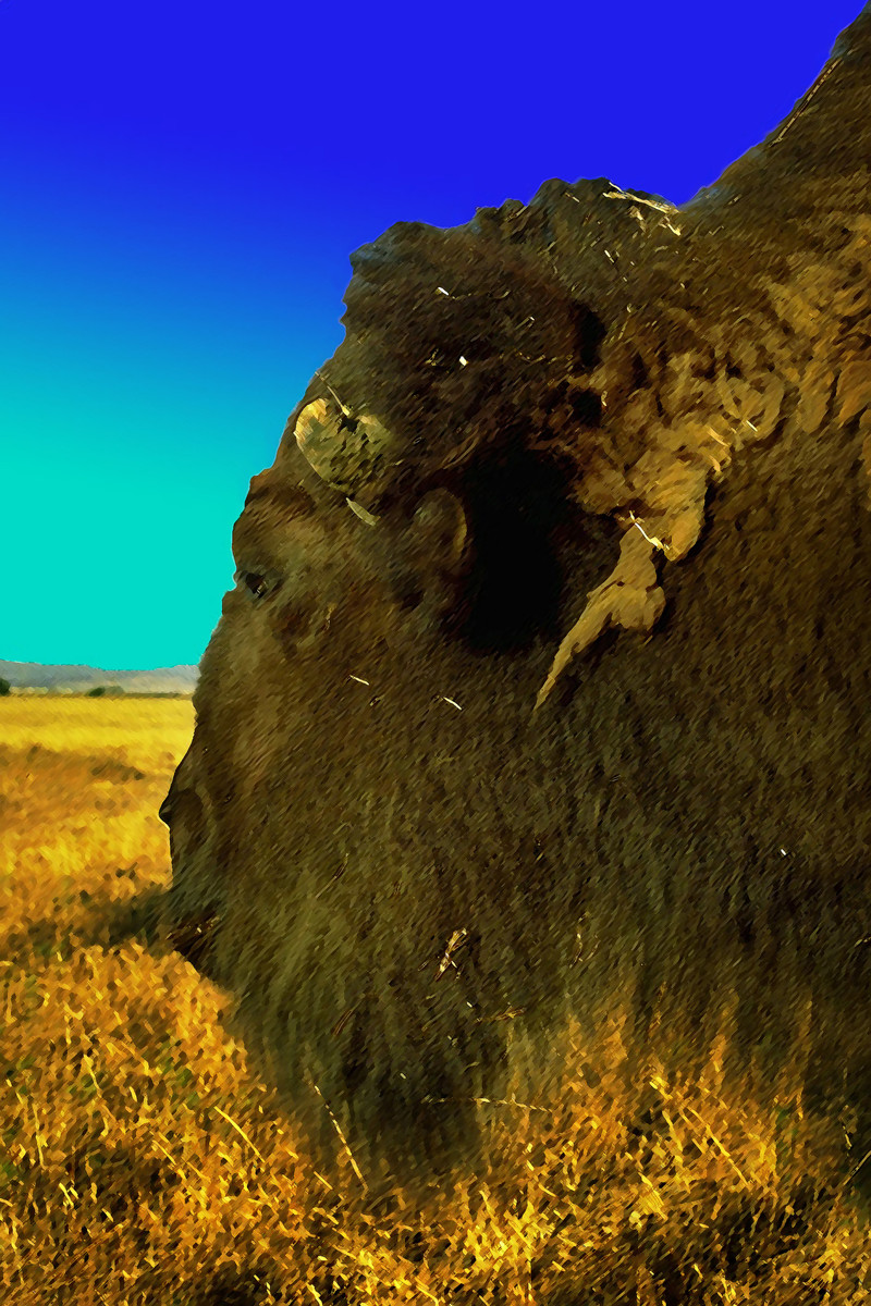 Bison