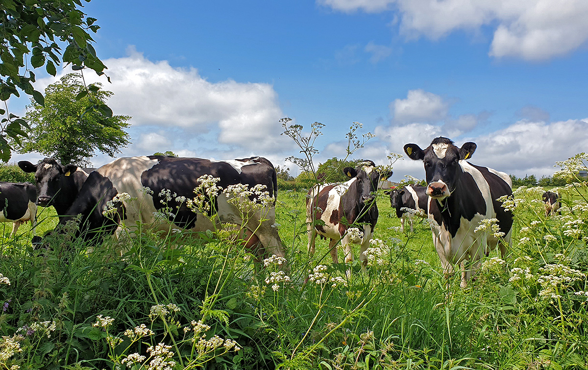 bucolic