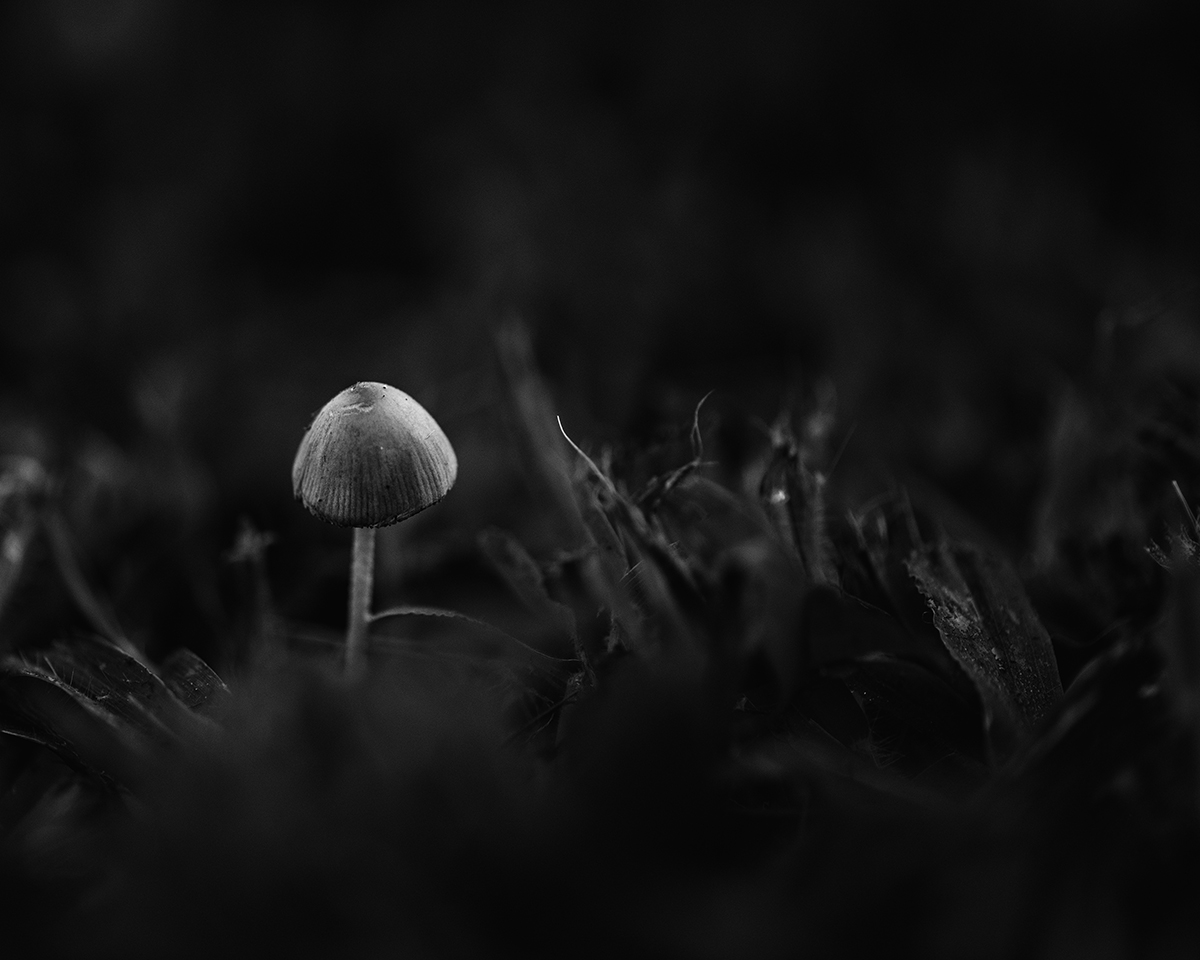 Midnight at the Oasis