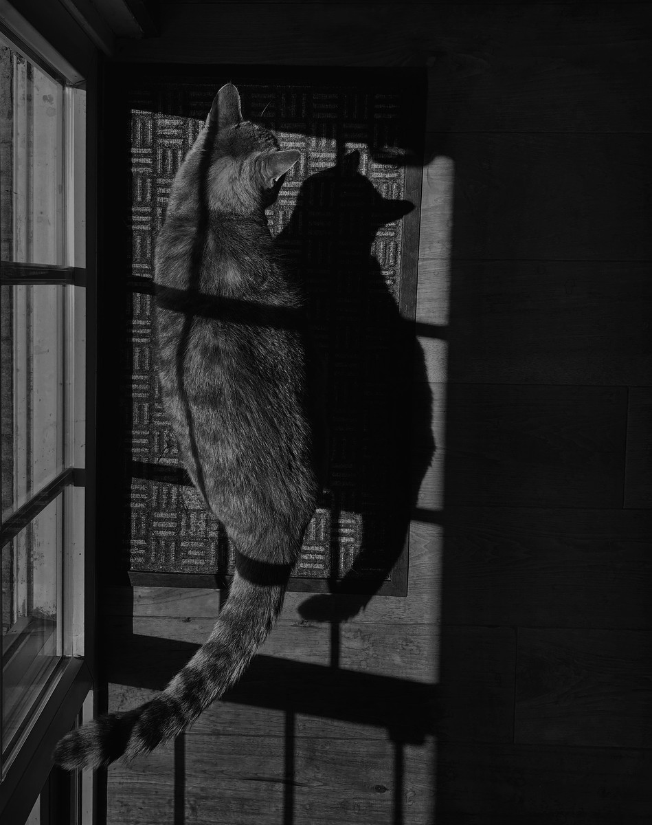 Shadow Cat