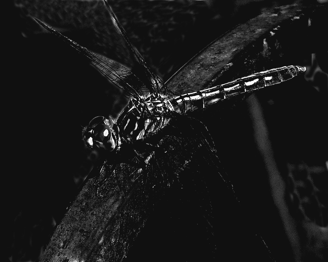 Dragonfly