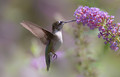 Humming along!