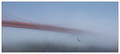 Fog & Gull, Golden Gate