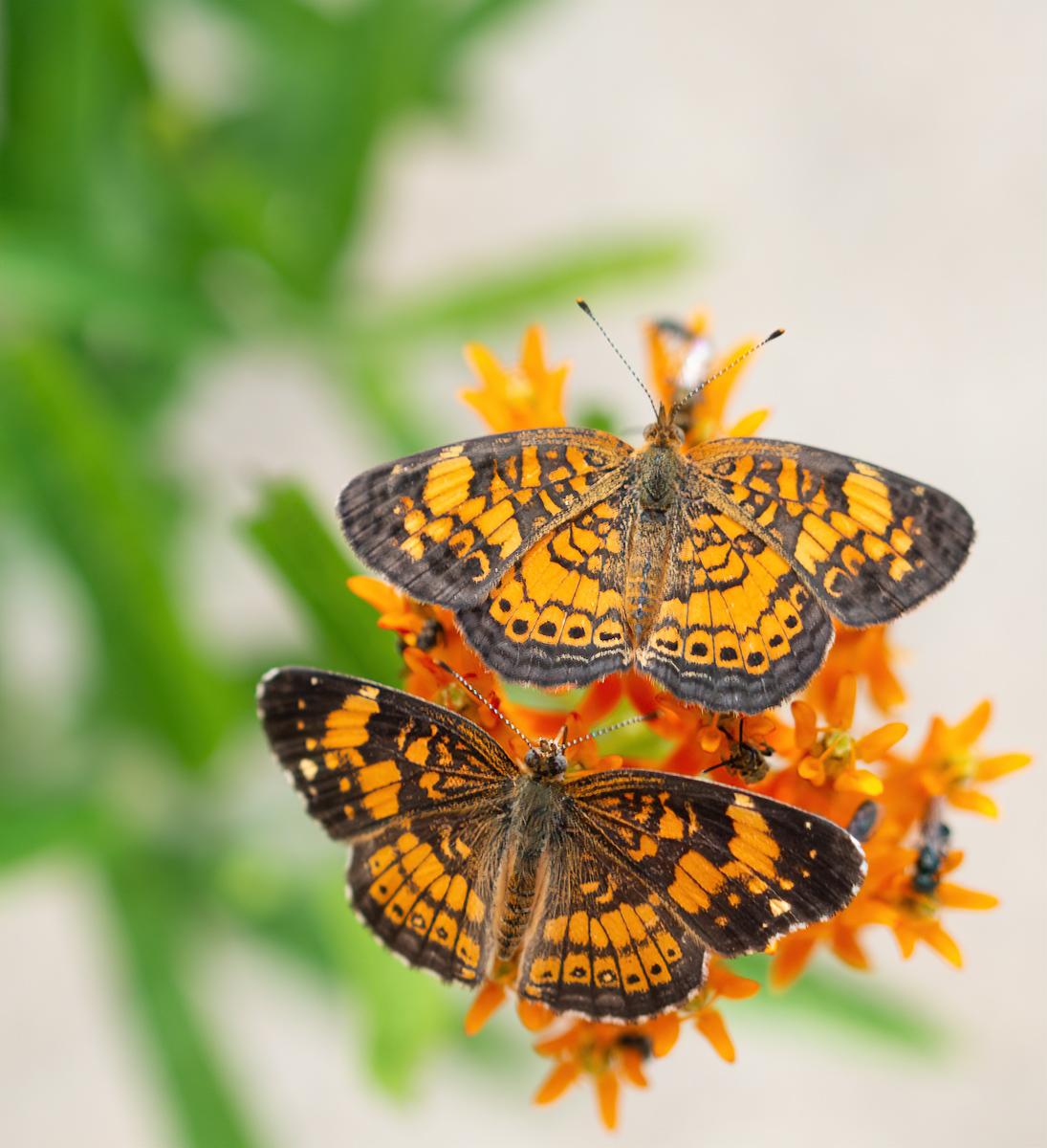 Butterfly Weed