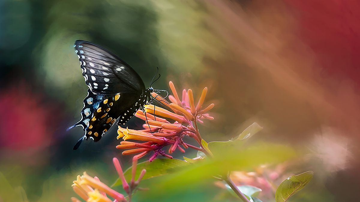 Butterfly Bokeh