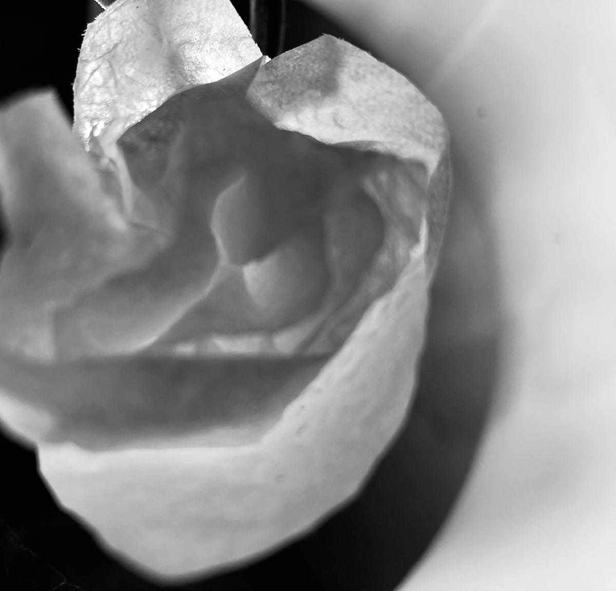 a paper rose