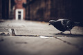 Back Alley