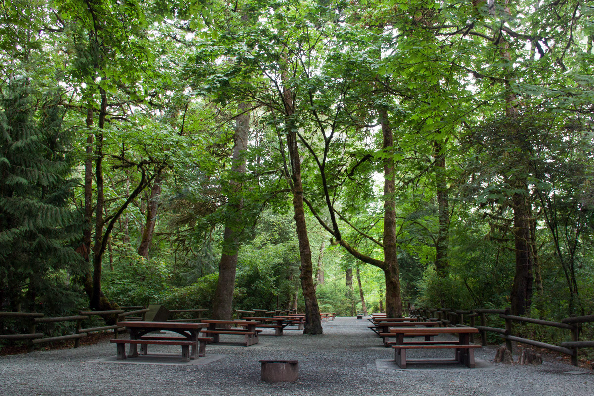 Old Growth Forest