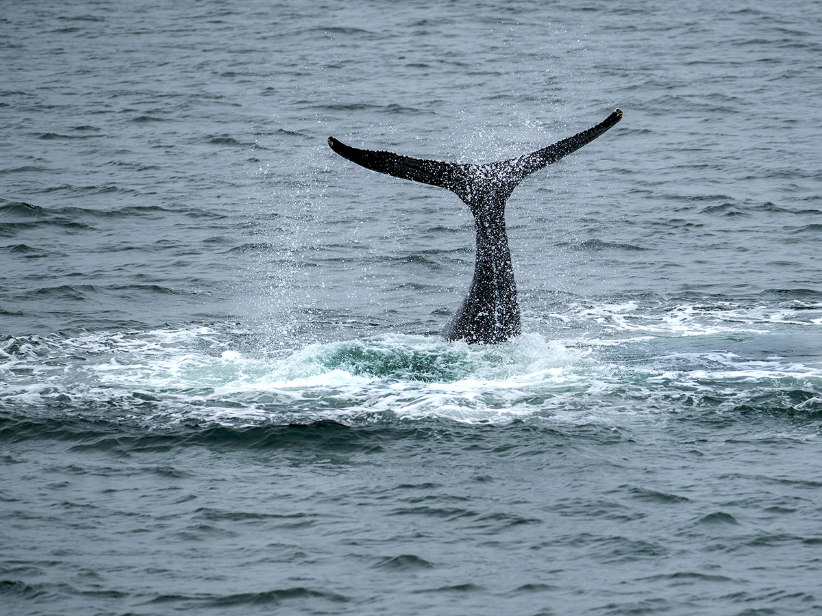 Whale bye!