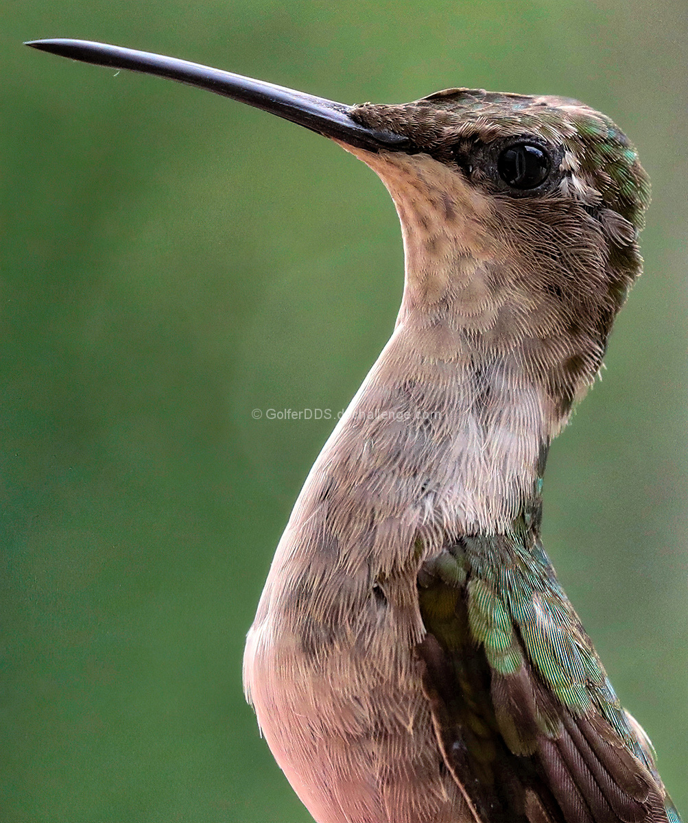 A Juvenile Hummingbird Standing Tall