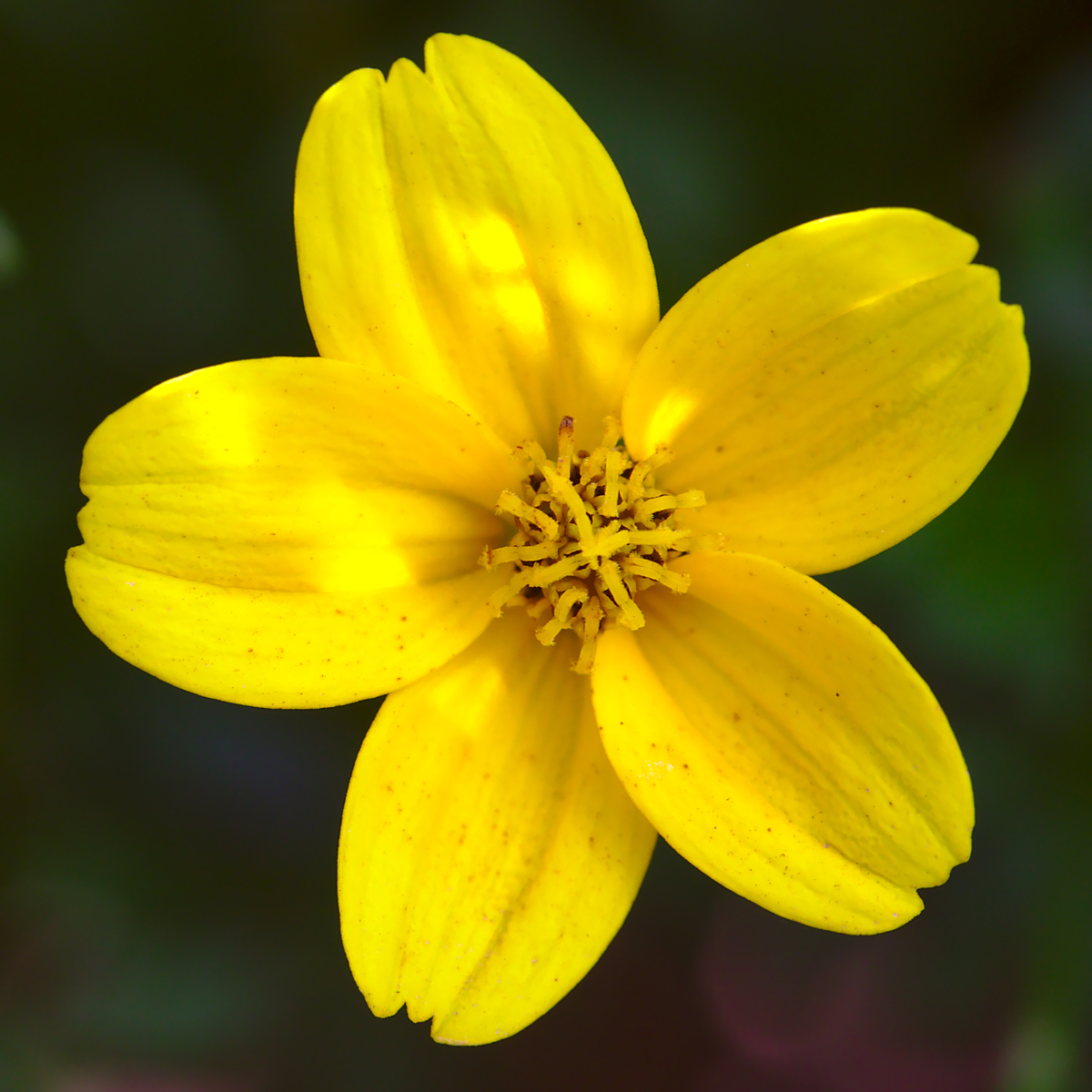 Five Yellow Petals