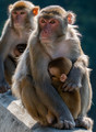 motherhood