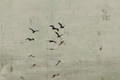 gulls