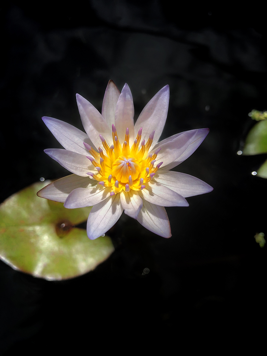 Waterlily