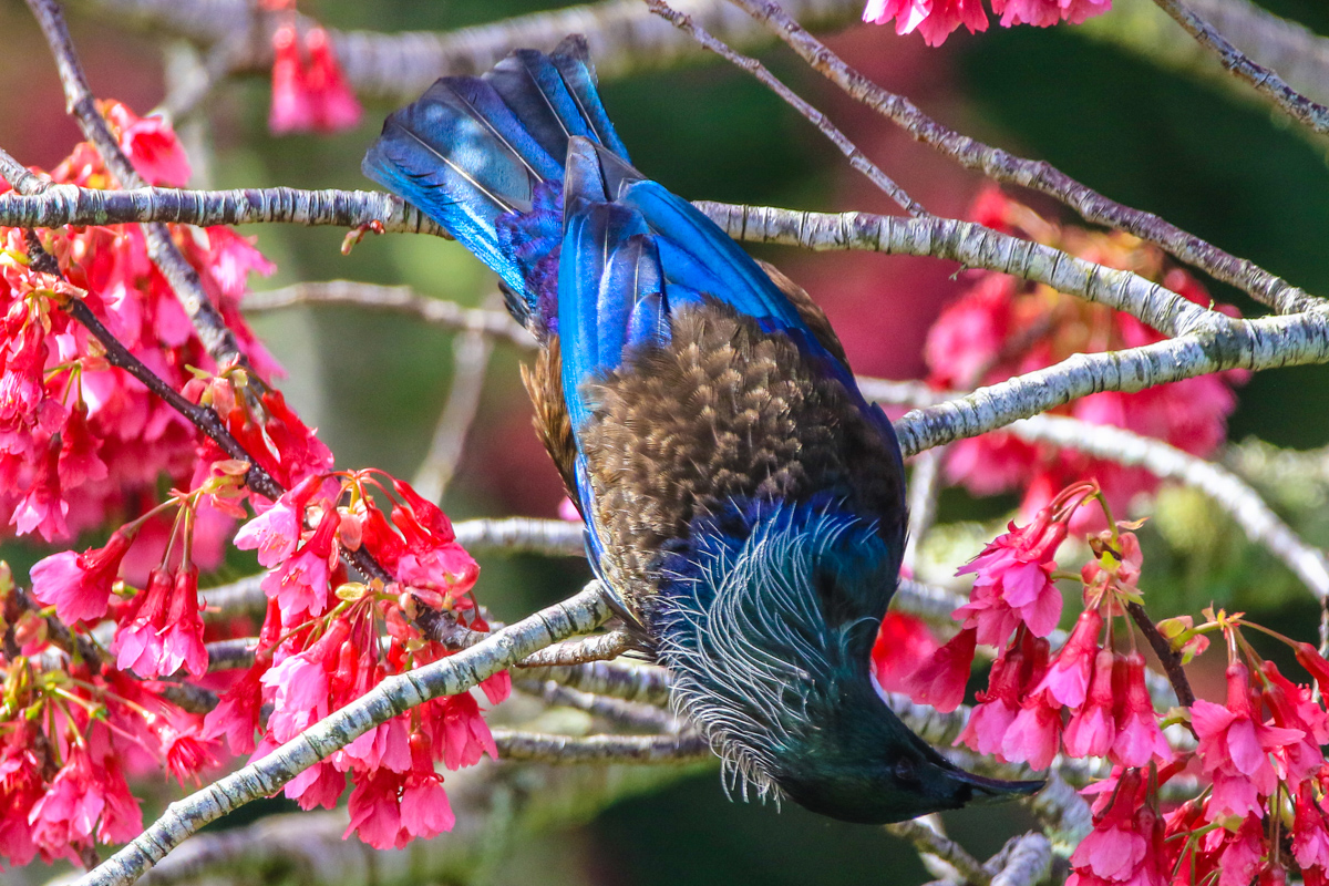 Hunting The Sweet Nectar