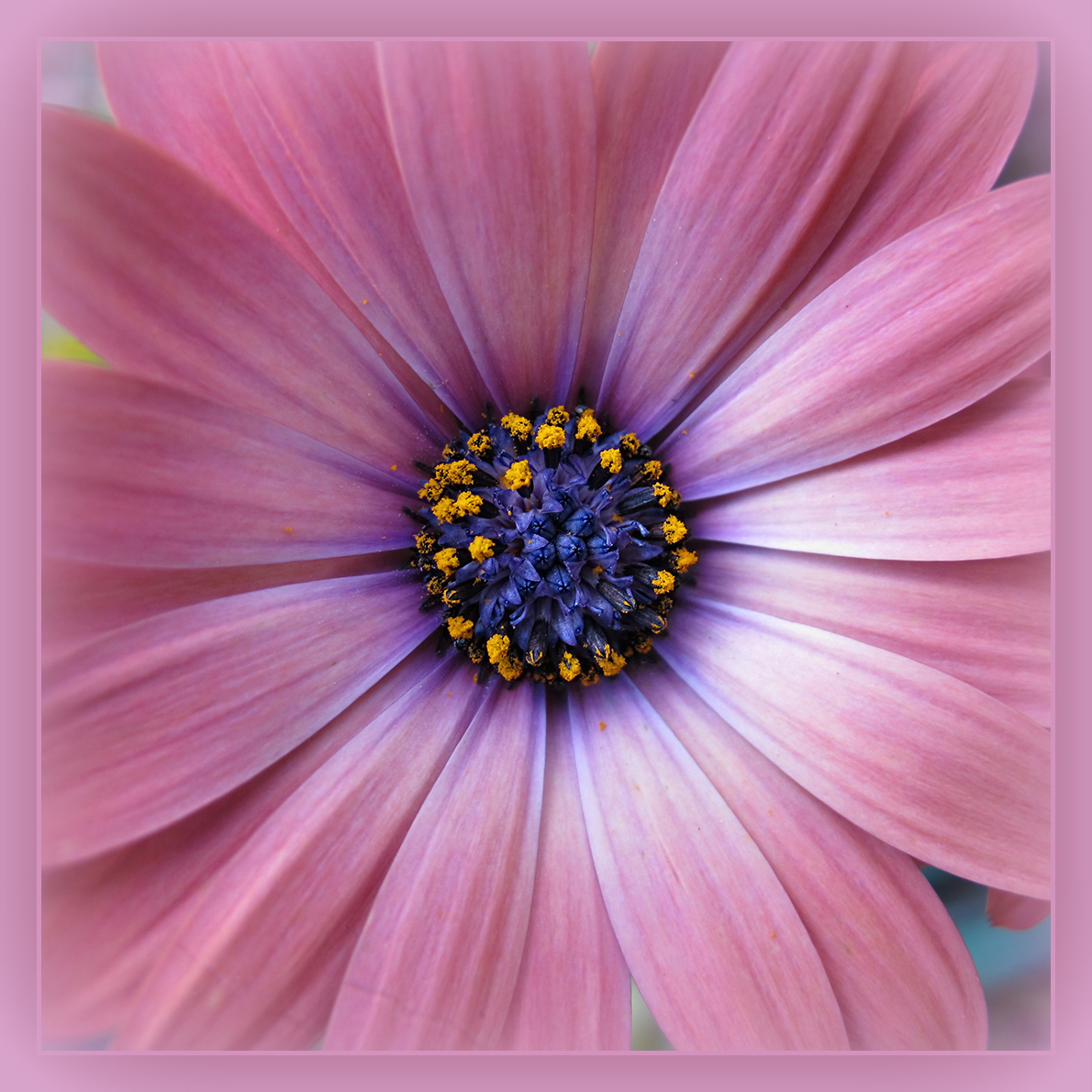 Osteospermum