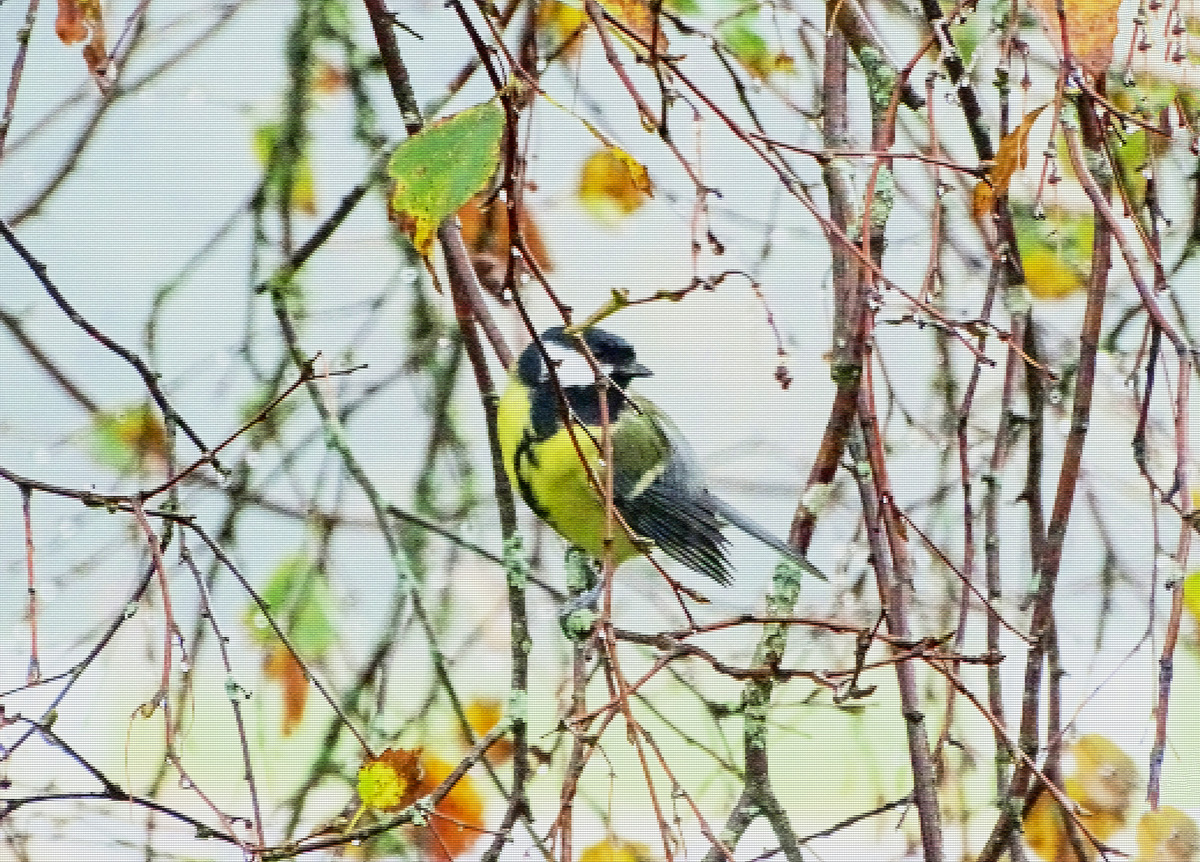 Bird in Autumn