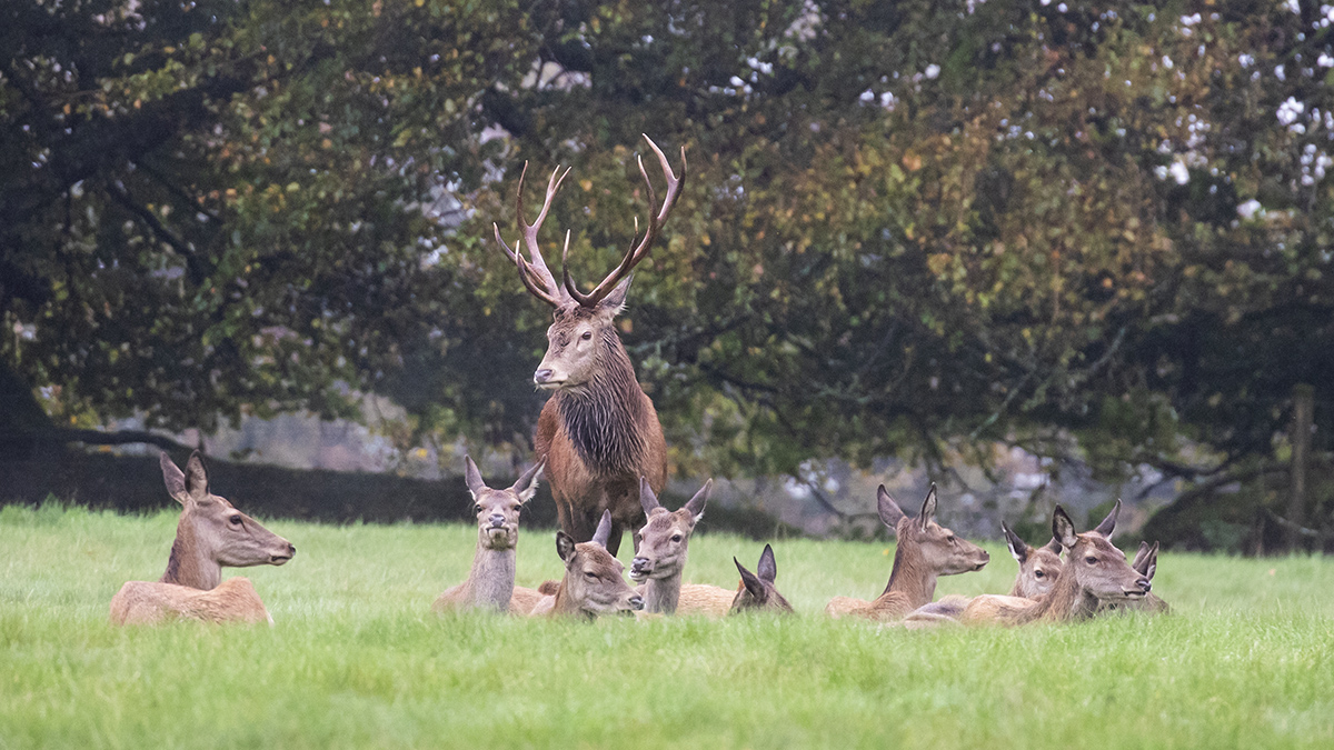 Wild Red Deer