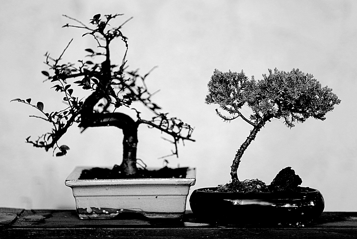 Bonsai