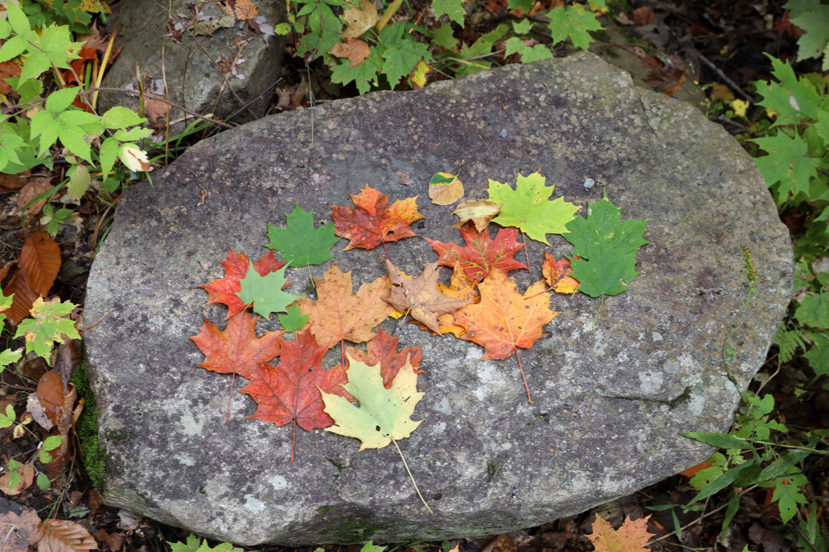 Fall Rock