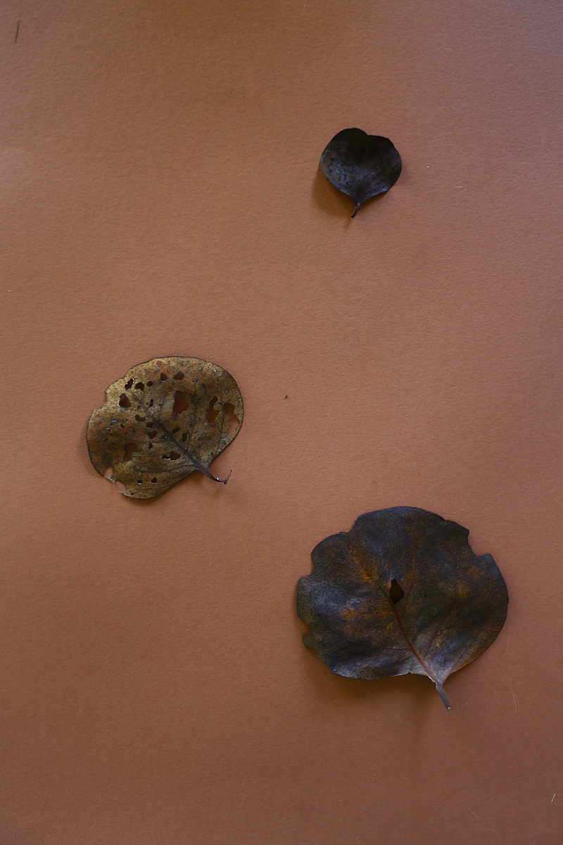 Nature and Dust