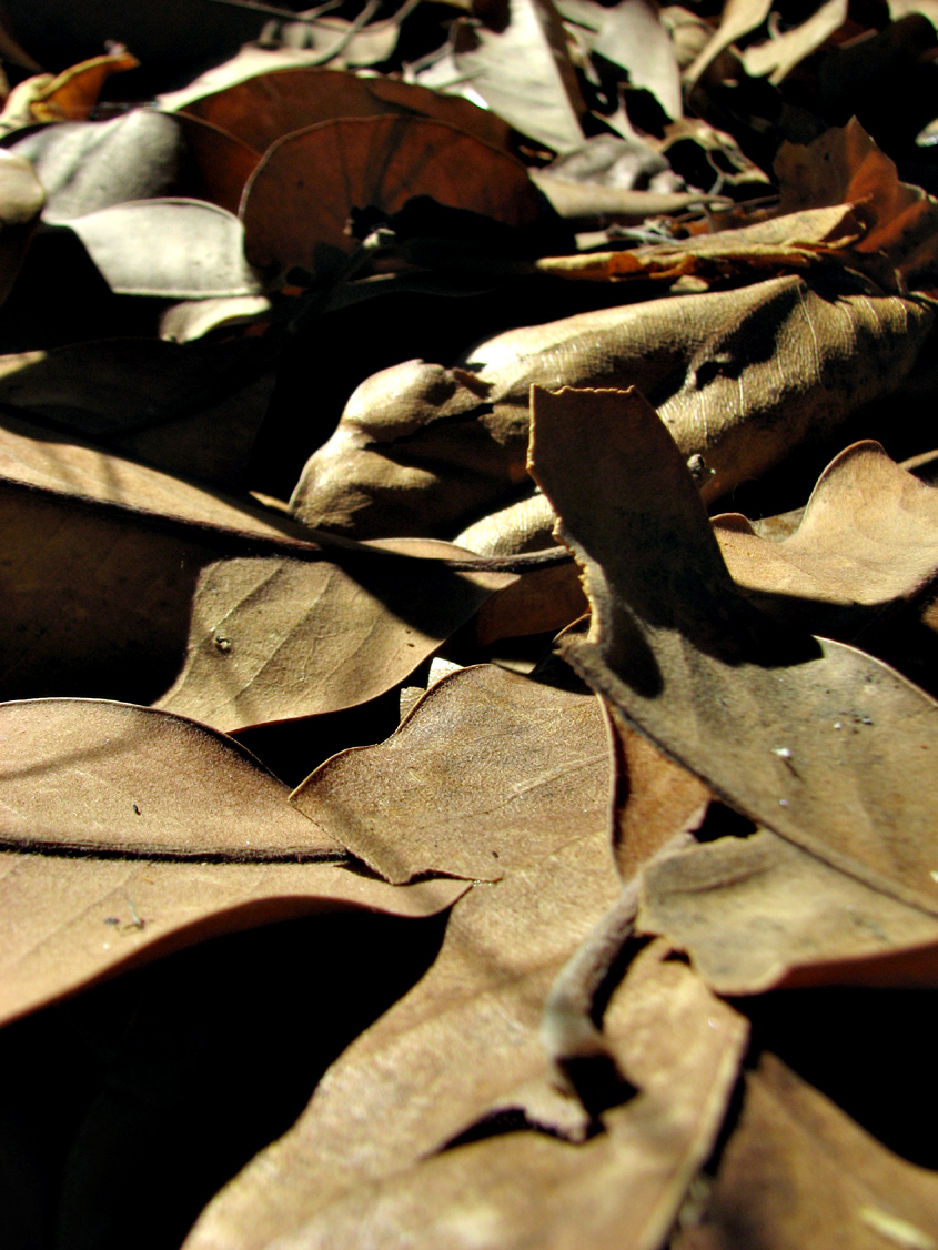 Brown Sugar Magnolia