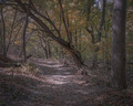 Morning Walk in the Woods