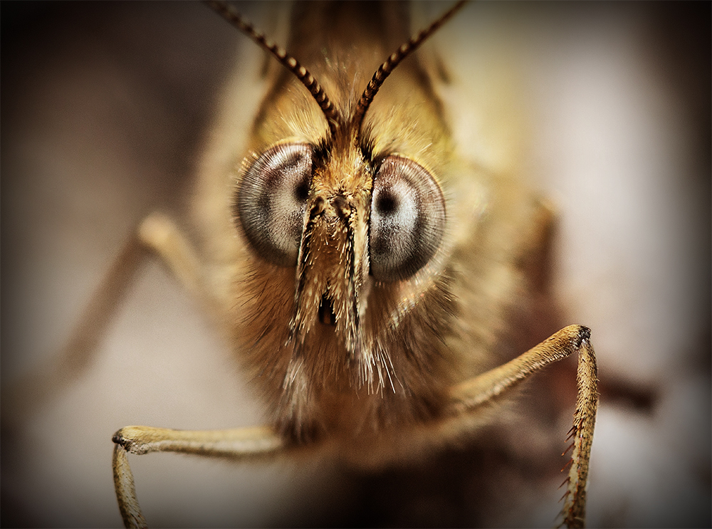Common Brown Butterfly - I have hairy eyeballs !!
