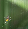 Arrowhead Orb Weaver