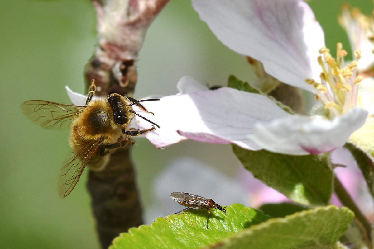 Buzz Off! This is my Flower!