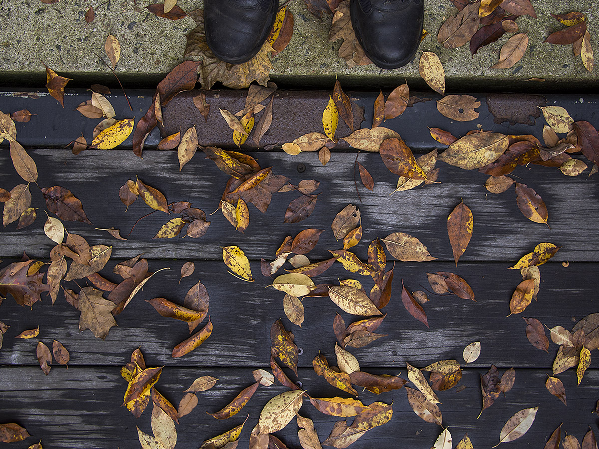 fallen leaves
