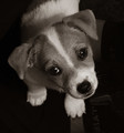 Percy