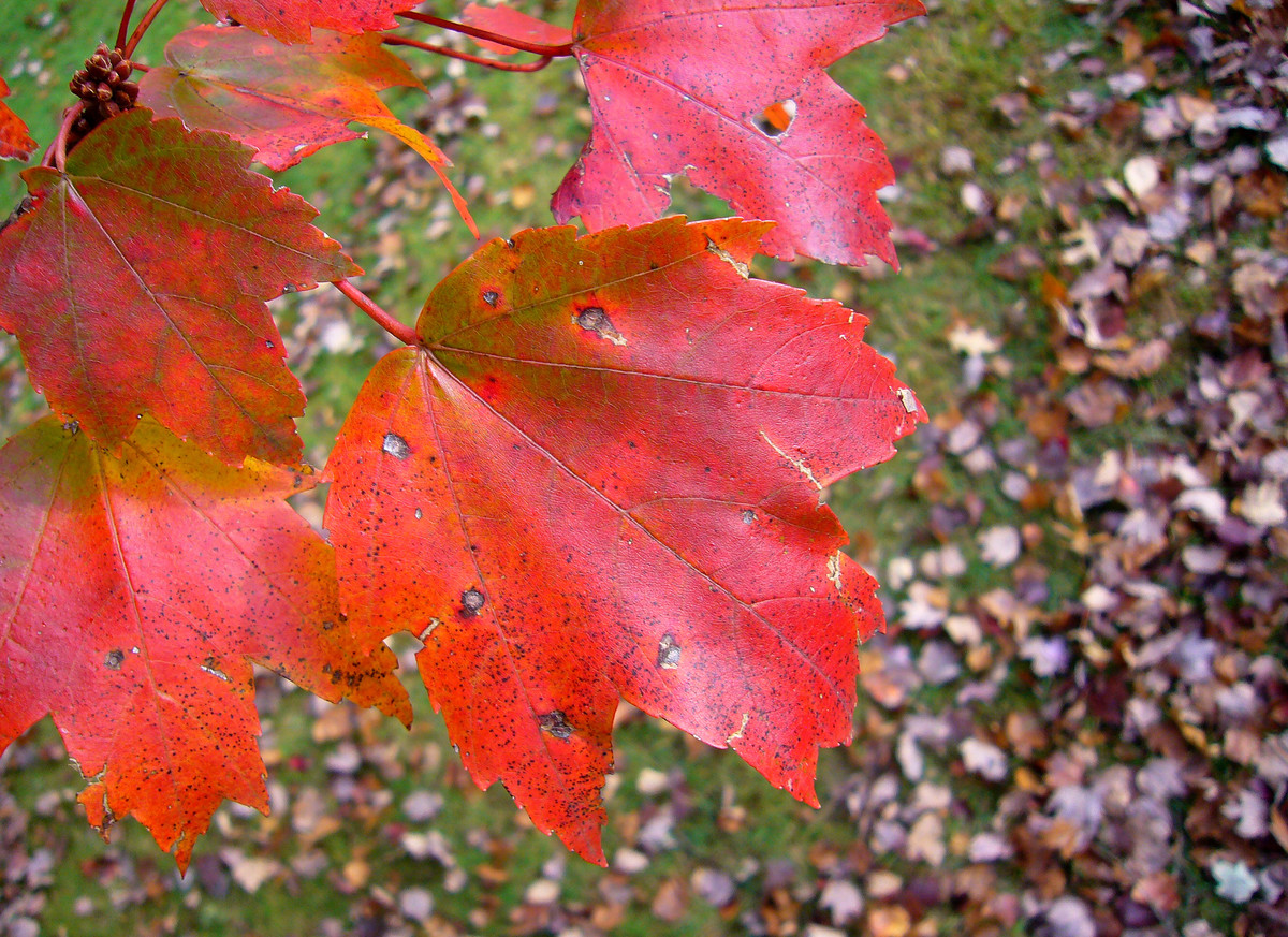 From tree to leaf graveyard