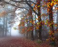 Last Leaves of Fall