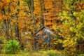 Forgotten Cabin