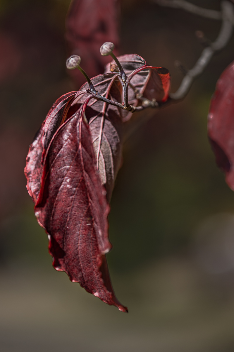 Before they Fall