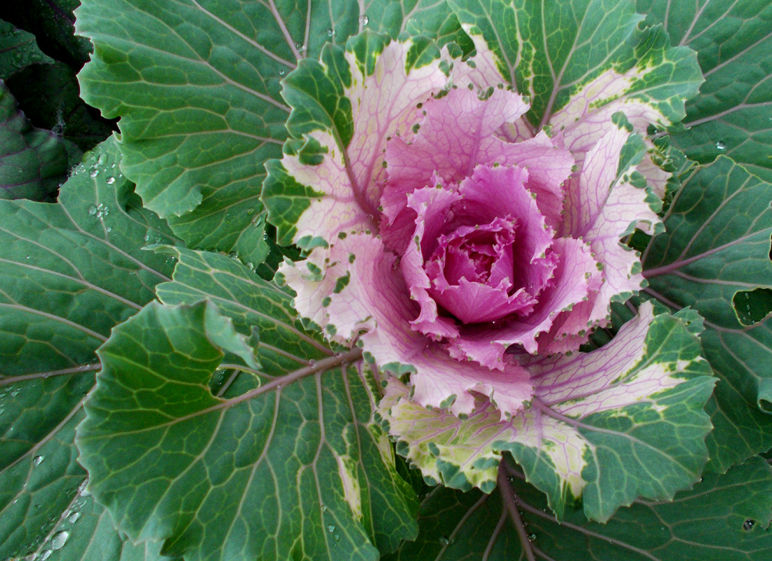 Macro of Foliage