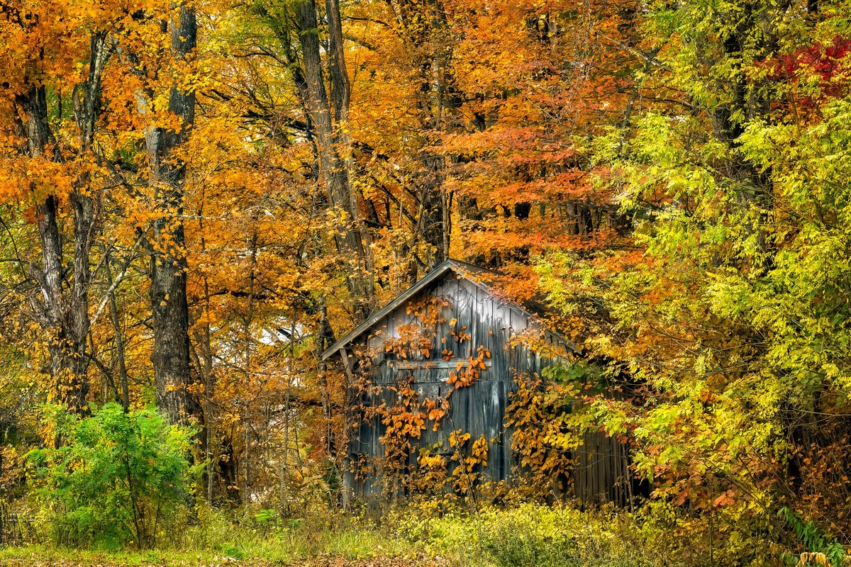 Forgotten Cabin