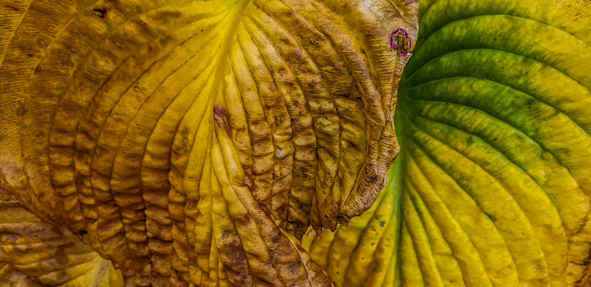 Hosta in November