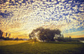 Altocumulus sunset