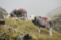 Herdwick - the happy sheep