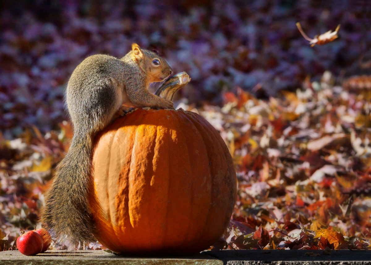 Do I Hear a Leaf Falling?