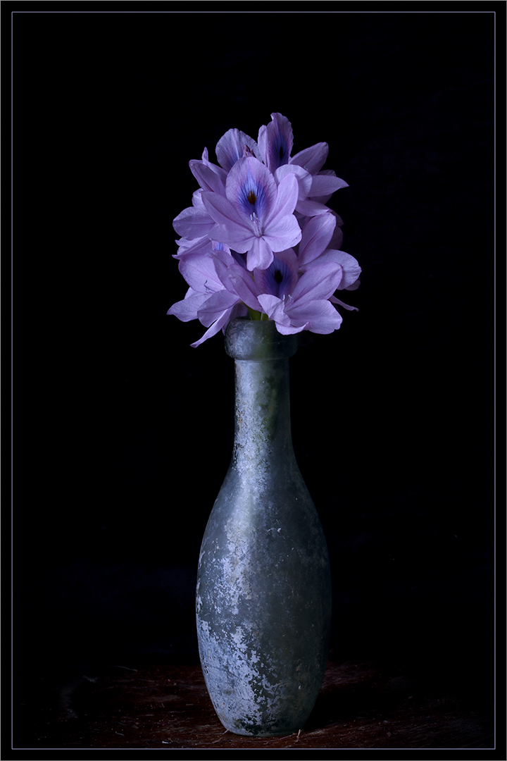 Still Life with Water Hyacinth