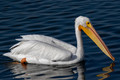 American White Pelican