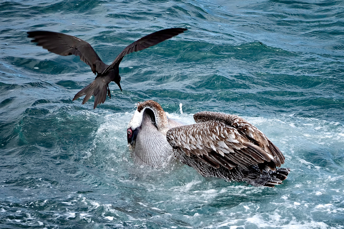 Feeding Pelican, Brown Noddy, and  Kleptoparatism