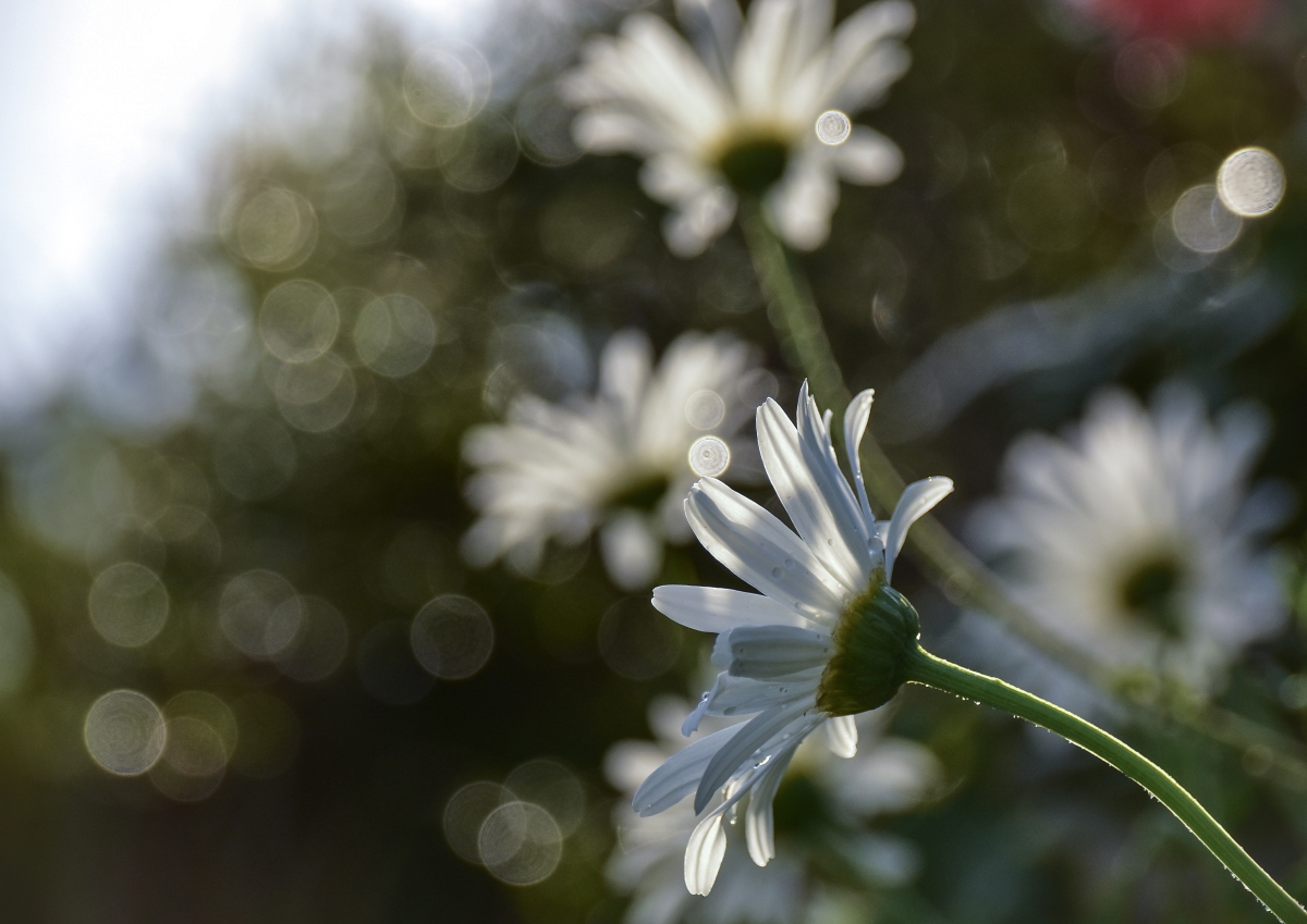 Balancing bokeh