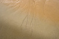Traces of the rain 